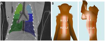 A Comparative Study of Chest CT With Lung Ultrasound After SARS-CoV-2 Infection in the Assessment of Pulmonary Lesions in Rhesus Monkeys (Macaca Mulatta)